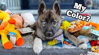 Everything I bought For My New Puppy 🐶💗 Husky Puppy Haul Essentials