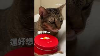 貓咪居然會一直要一直吃？ #cat #貓