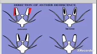 Androecium, types of stamens, types of anther and filaments