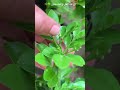 زراعة الفل والياسمين بجميع أنواعه 🌿🪴☘️ زراعة agriculture jasmine