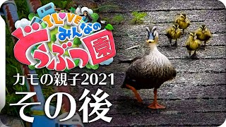 【始】カルガモ親子まとめAb組①みんなのどうぶつ園の赤ちゃんカモの引越し4雛組【一部の卵は生まれず…】