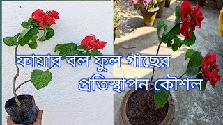 ফায়ার বল গাছের প্রতিস্থাপন কৌশল