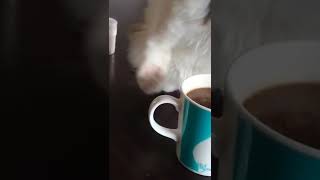 猫はコーヒーの匂いが苦手#猫#shorts