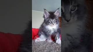 Котенок мейн кун из питомника Страна Гулливеров, gulliver-coon.ru #mainecooncatlovers #mainecoon