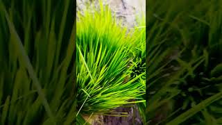 நெல் நாற்று | paddy farming | power of agriculture 💥💥💥