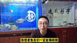 为什么金鱼的眼睛没了，金鱼和锦鲤如何区分，可以混养吗？