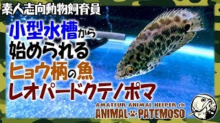 小型水槽からでも始められるヒョウ柄のカワイイ魚「レオパードクテノポマ」【アクアリウム】【熱帯魚】