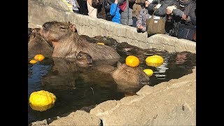 カピバラ　柚子を頭に乗せる