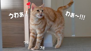 どうしても撫でてほしい愛猫のかまってアピールが可愛すぎました…。