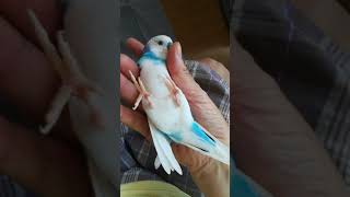 セキセイインコレイのニギコロ