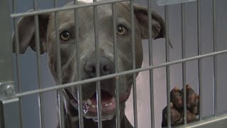 Albuquerque Animal Welfare looks to expand digital 'pawprint' by matching pets with new homes