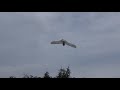 snowyowl35ivv2 1 8th test flight good auto mode flight