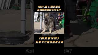 兩個人養了5條大型犬，高加索是院內戰神，拉布拉多只能被動挨打#shorts