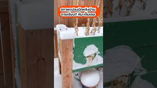 🥶❄️สภาพแปลงผักหลังบ้านตอนนี้ ตายเรียบ หิมะเต็มเลย‼️ #snowyday,#snowfall,#หิมะตก,#หิมะในฤดูหนาว,