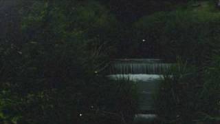 伊豆自然村キャンプフィールドの蛍,Japanese firefly