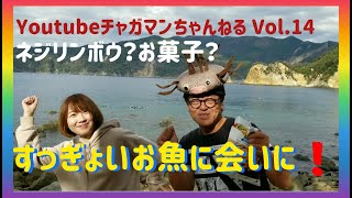 【埼玉/東京より無料送迎】スキューバダイビングでネジリお菓子？のような可愛いお魚さんに遭遇byスターダイブ#スターダイブ#スキューバダイビング#埼玉東京から無料送迎ダイビング