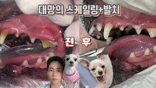 강아지 스케일링 + 발치는 처음이지...?