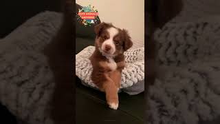 น้องหมา เอียงคอโชว์Step  น่ารักปี 2022 | Cute Animal Universe #cuteanimalsunveriseHD 1