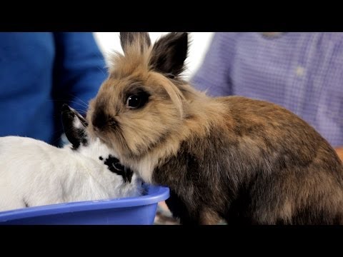 Why It's Dangerous to Keep Rabbit Outside | Pet Rabbits Why It's Dangerous to Keep Rabbit Outside | Pet Rabbits