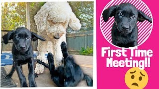 Goldendoodle meets Labrador Puppy!! 😱 How To Introduce a Puppy to Your Dog!