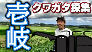 長崎県壱岐島でクワガタ採集を満喫する！特大ヒラタのオンパレード【昆虫採集】