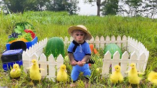 Farmer Bu Bu takes his ducklings to pick fruit