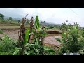 Menanam Padi Unggul Di Sawah Terasering #video #viral