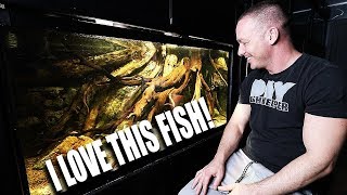 My favourite fish of ALL TIME with The king of DIY