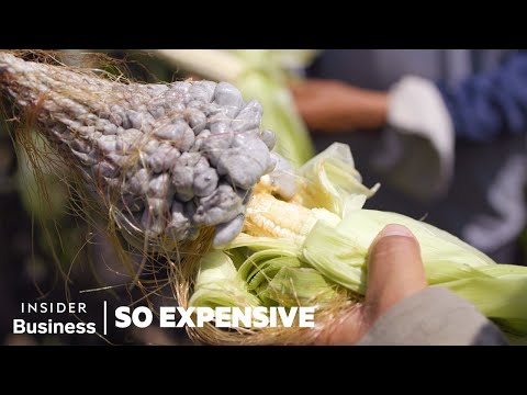 Why is corn so expensive?