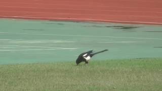 喜鵲(Eurasian magpie)