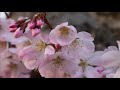 the most beautiful blossom flowers in the world 4k uhd