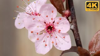 THE MOST BEAUTIFUL BLOSSOM FLOWERS IN THE WORLD 4K UHD