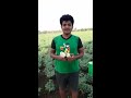 royal 5 u0026 super flower feedback by farmer of maharashtra