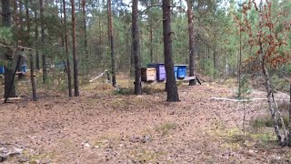 Дика пасіка в лісах Полісся. Wild apiary.