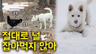 폭설 속, 절뚝거리는 닭이 걱정되는 진돗개 공주의 놀라운 행동