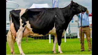 Errolston Yadda Ricky EX92 wins Holstein Championship at Sunny Dumfries Show (2019) 4K