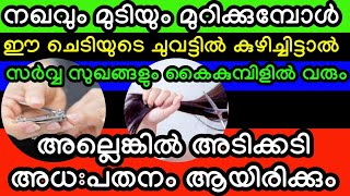 നഖവും മുടിയും മുറിക്കുമ്പോൾ ഈ ചെടിയുടെ ചുവട്ടിൽ കുഴിച്ചിടൂ, സർവ്വ സുഖങ്ങളും കൈകുമ്പിളിൽ വരും