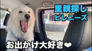 里親探しピレニーズ・お外が大好きやねん❤︎【53-55日目】