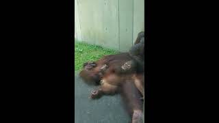 日陰でのんびりキキちゃんロキちゃん🍀多摩動物公園 オランウータン