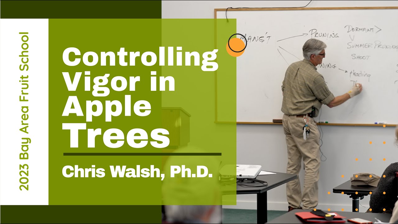 Bay Fruit School 2023 Controlling Vigor In Apple Trees Qactv