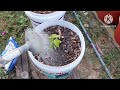 how to grow cowhorn pepper phan Đức 174