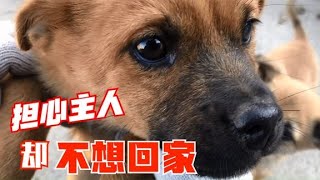 主人病好出院，小奶狗舍不得回家，和田园犬和睦相处【柿柿红爱吃肉】