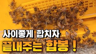 월동 자격군 만들기 위한 합봉 / 벌고르기 합봉하는 방법