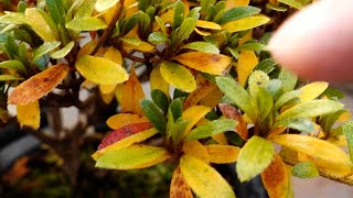 サツキは秋の紅葉で花色がわかる