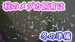 【めだか】秋に何を考えながらメダカを飼育しますか？僕は冬の準備を考えています