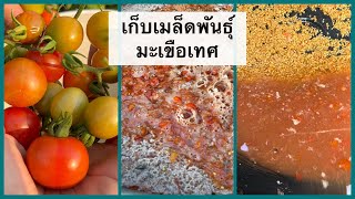 วิธีการเก็บเมล็ดพันธุ์มะเขือเทศ  l How to Save Tomato Seeds