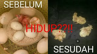 REVIEW ALAT PENETASAN TELUR BURUNG MERPATI MODAL 15RIBU, HIDUP!?