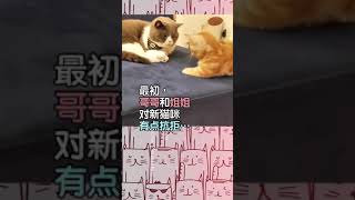 家里添了新成员！相亲相爱三只猫咪#暖视频 #宠物 #猫