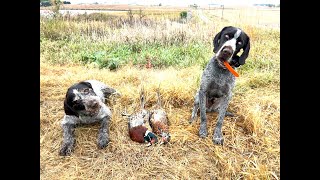 Pheasant Hunting In Minnesota! (Limited Out!)