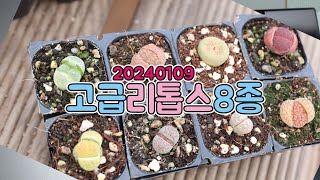 👩🏻‍🌾 리톱스 고급 8종 들어오세요!